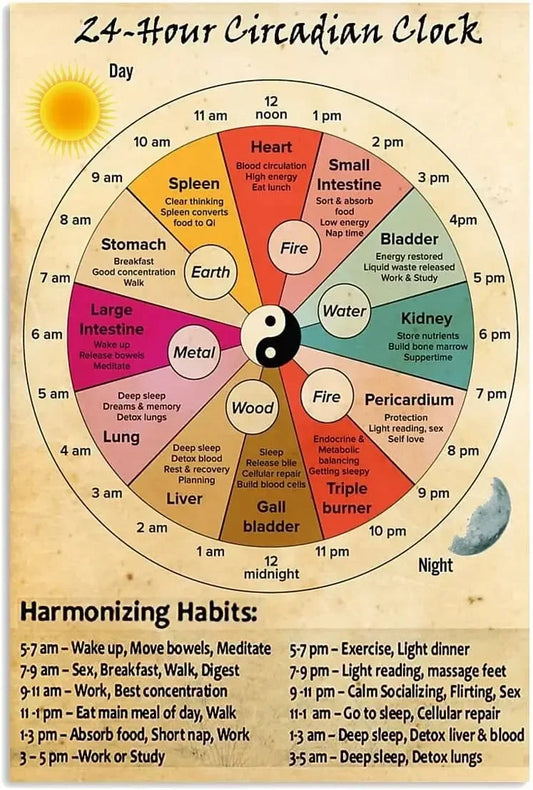 24-Hour Circadian & Organ Clock Poster for Holistic Health & Knowledge